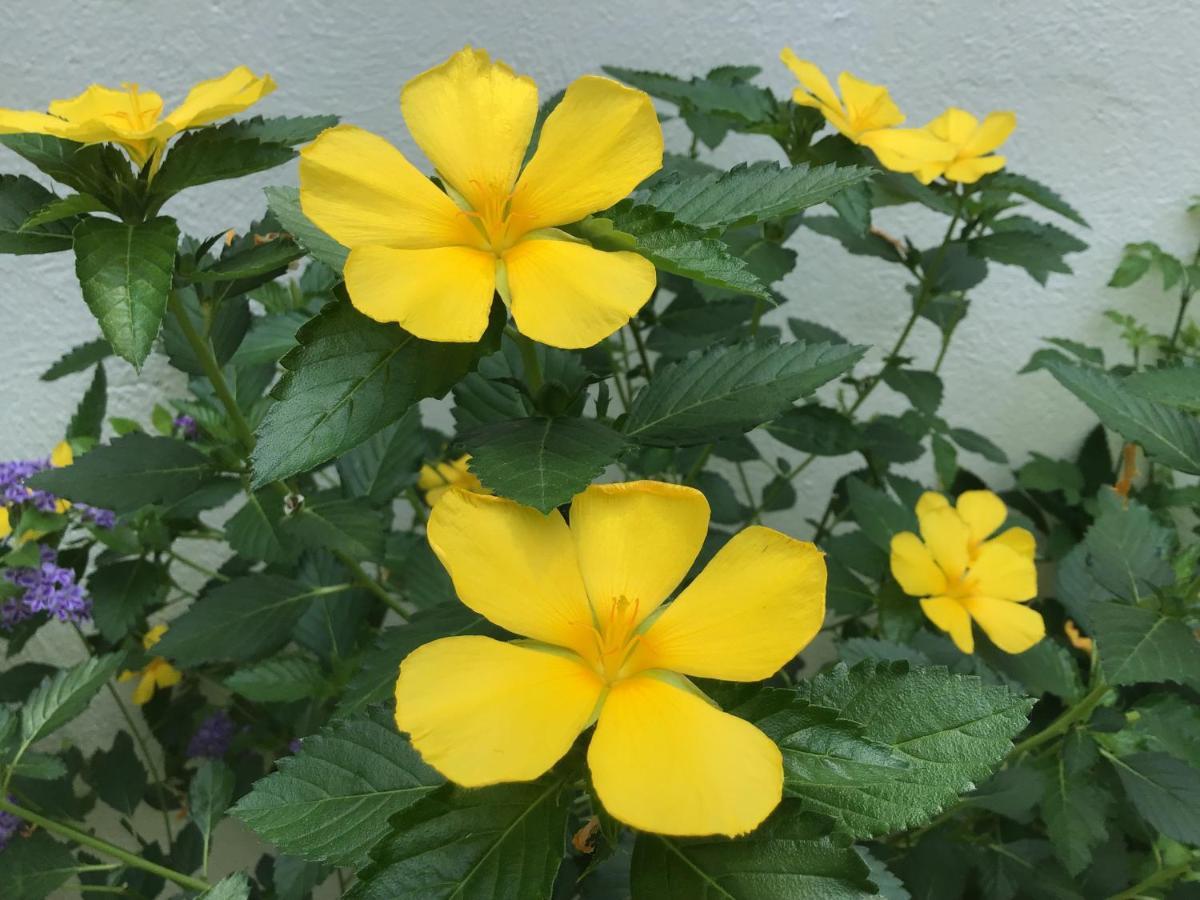 Bamboobeachvilla1 Ac New Oceanfront Pool Sunsetview Garden Kitchen Satellite Starlink Wi-Fi Dimiao エクステリア 写真